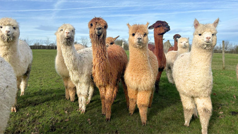 Alpacas in a field at Scotfield Alpacas in Berkshire.