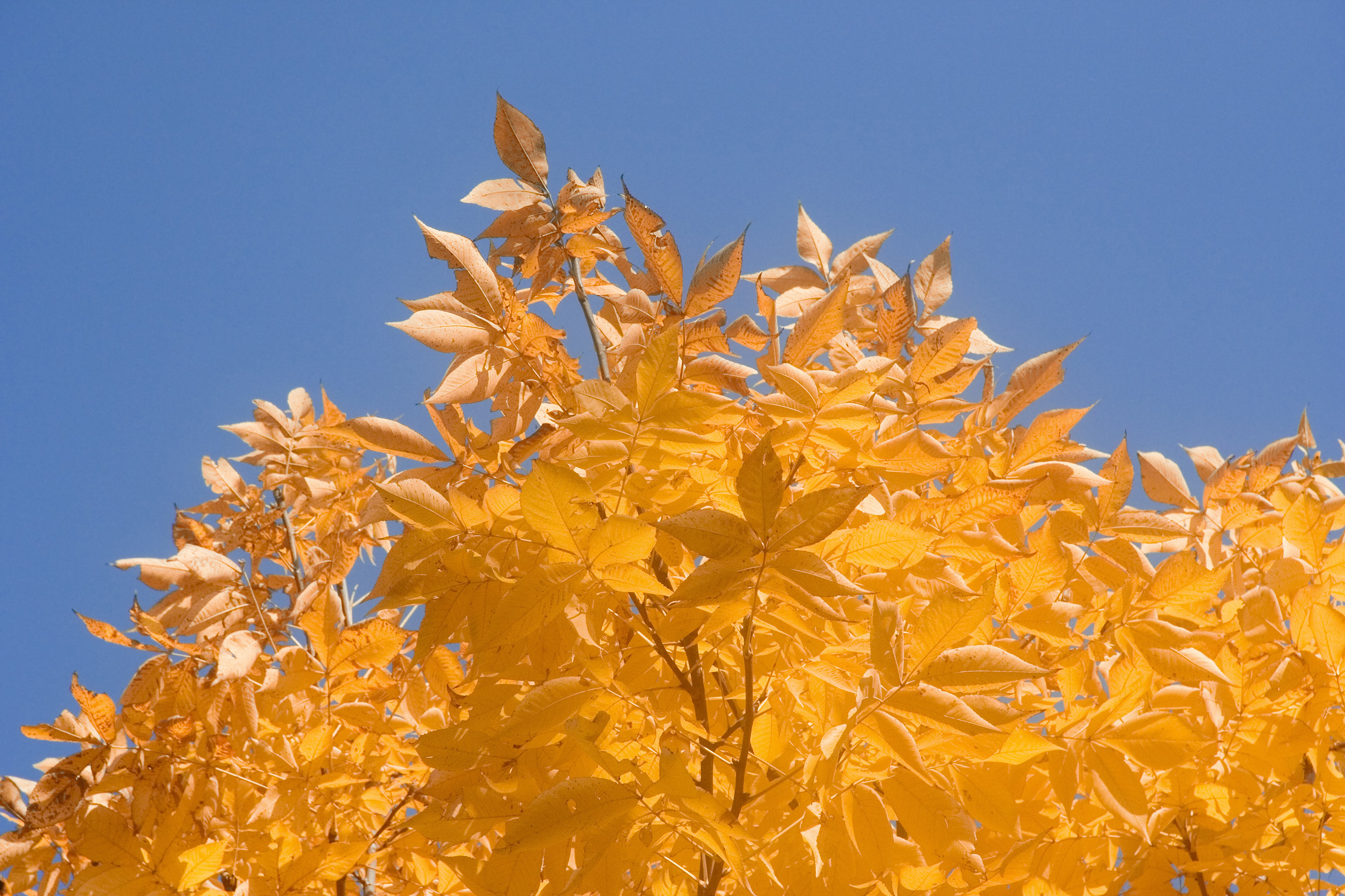 Orange leaves below a blue sky.