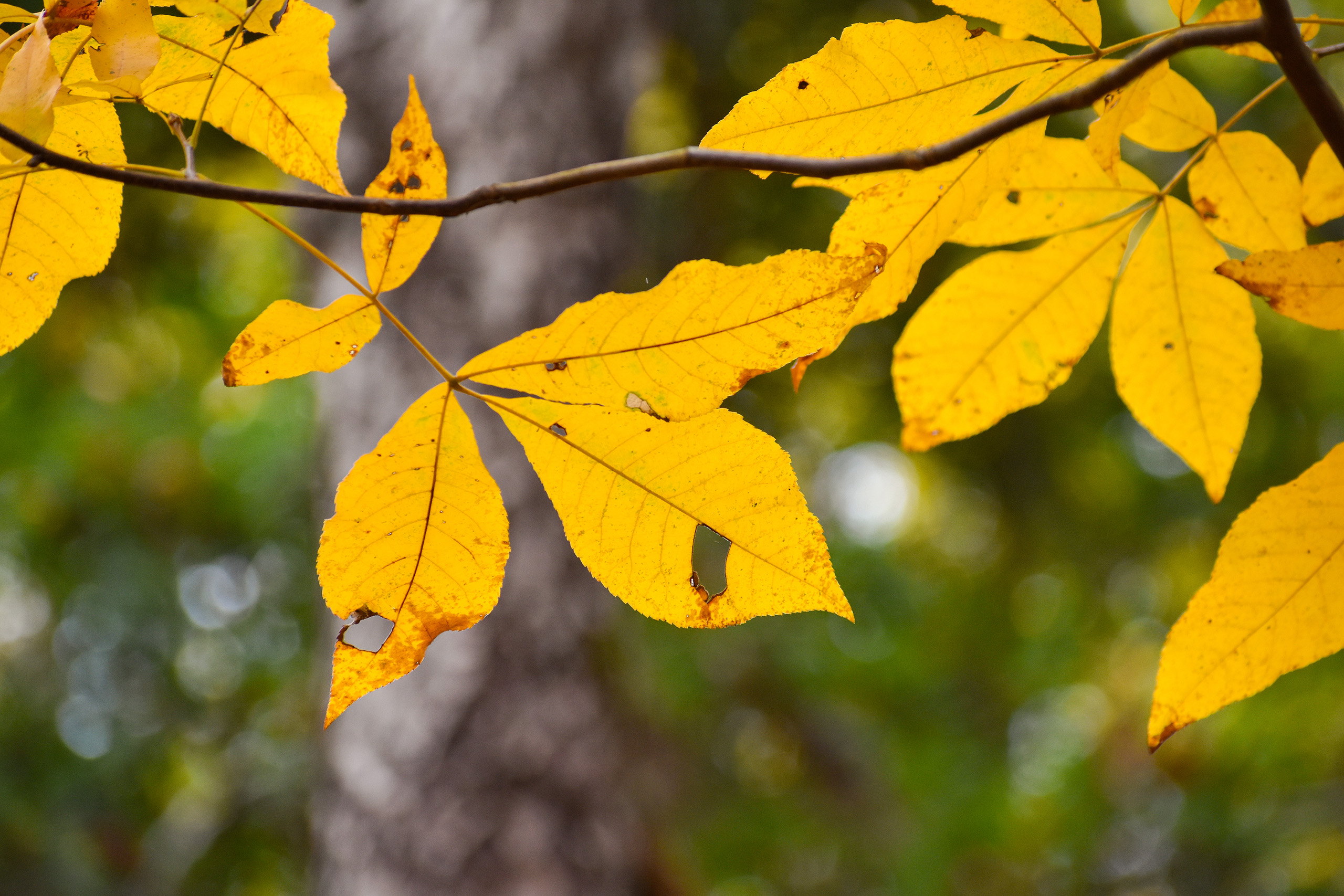 Orange leaves hanging from a thin branch.