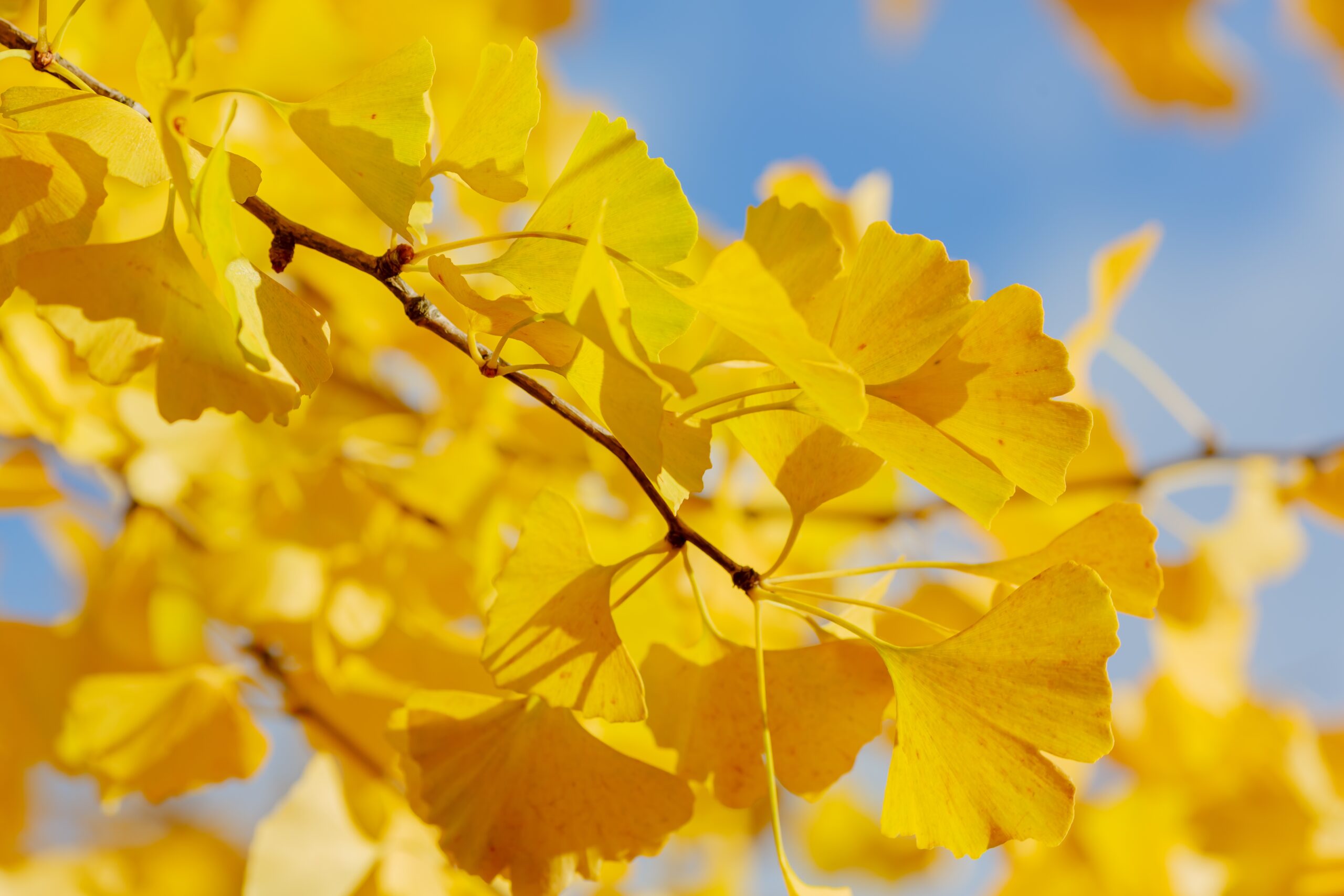 Bright yellow leaves of Ginkgo biloba maidenhair tree.