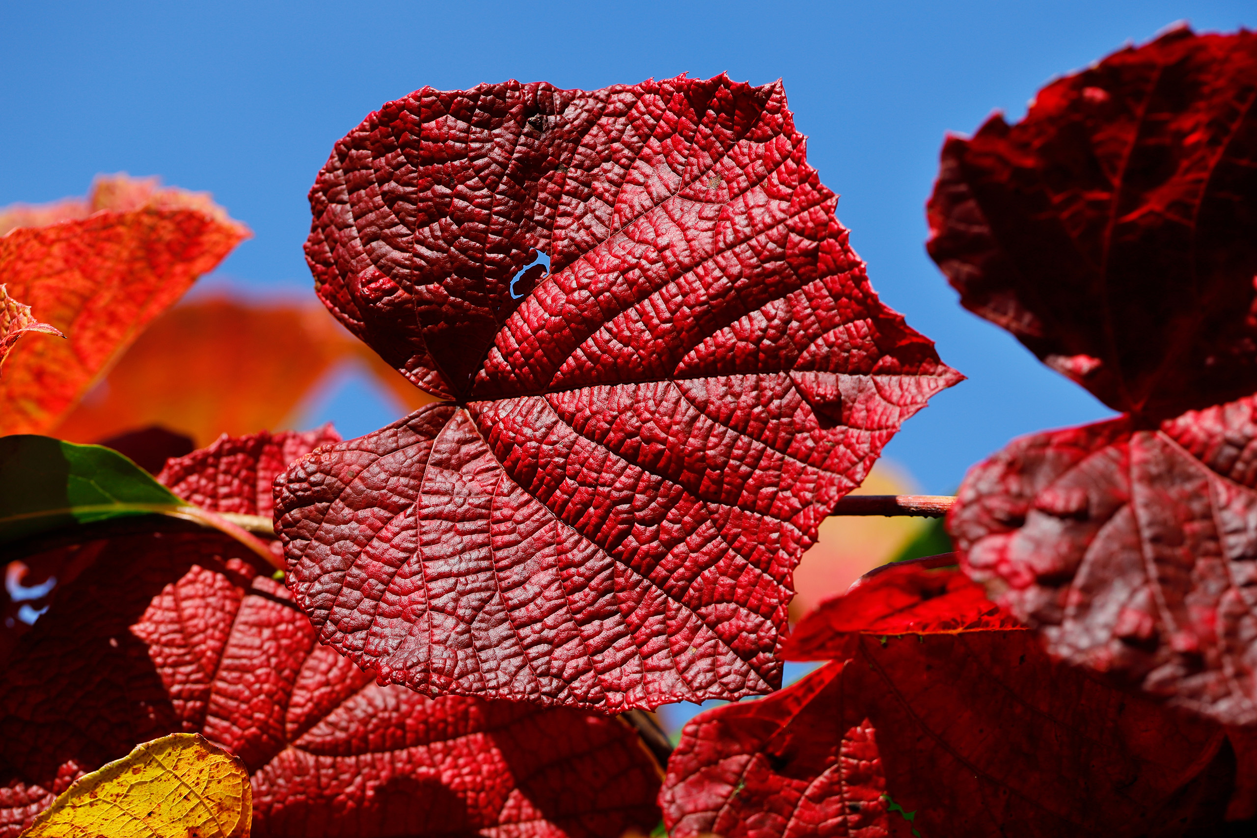 A close up of a deep red leaf.