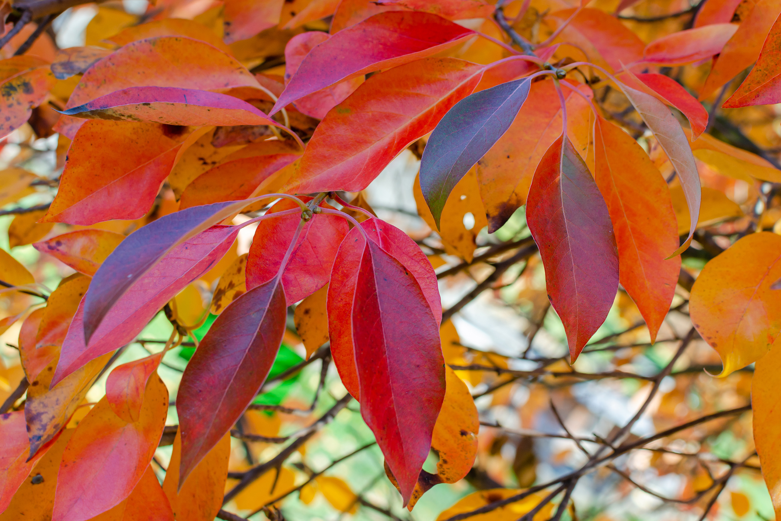 Red-orange leaves hanging from thin branches.