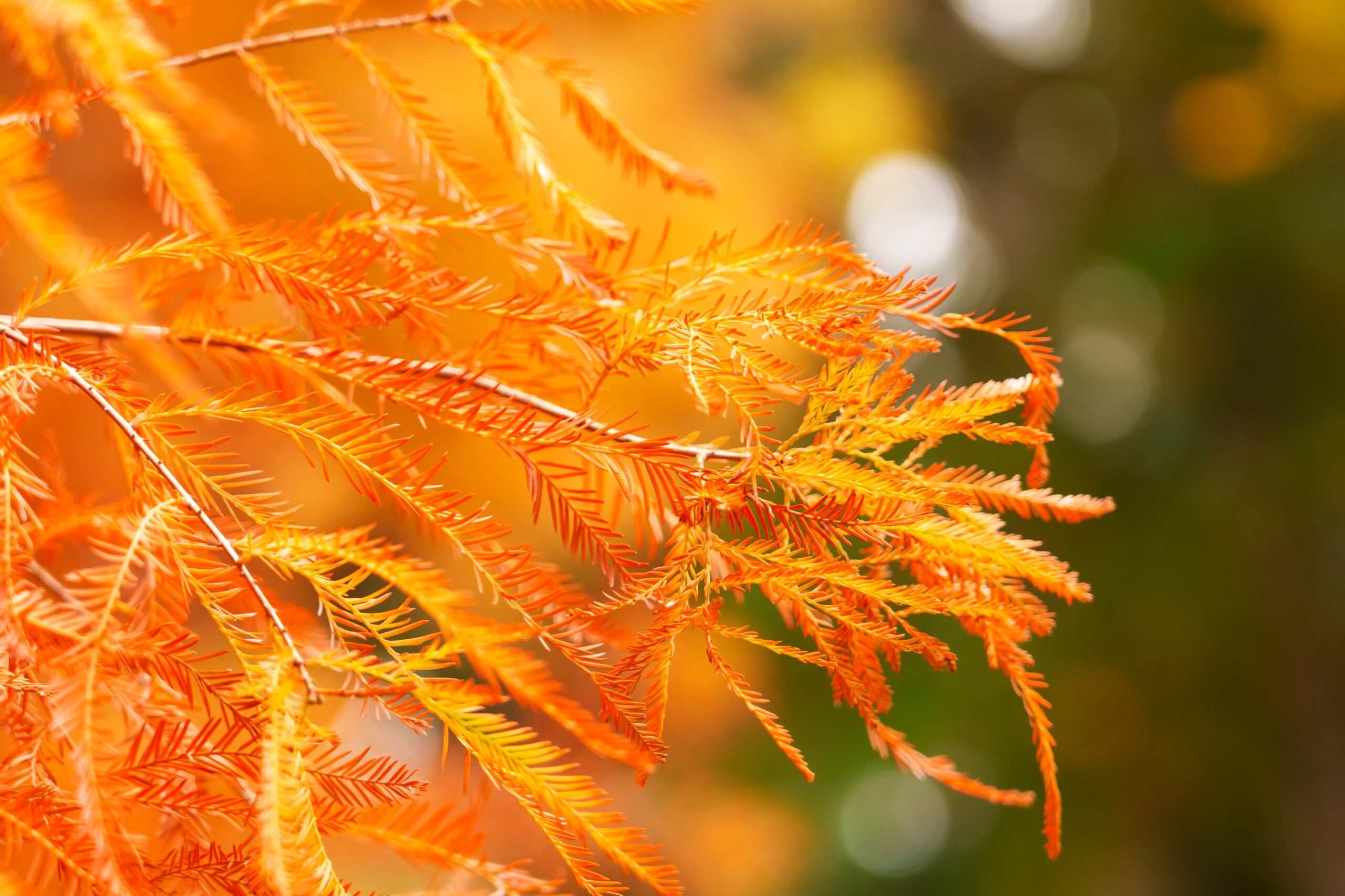 Yellow-brown foliage of Taxodium distichum swamp cypress.