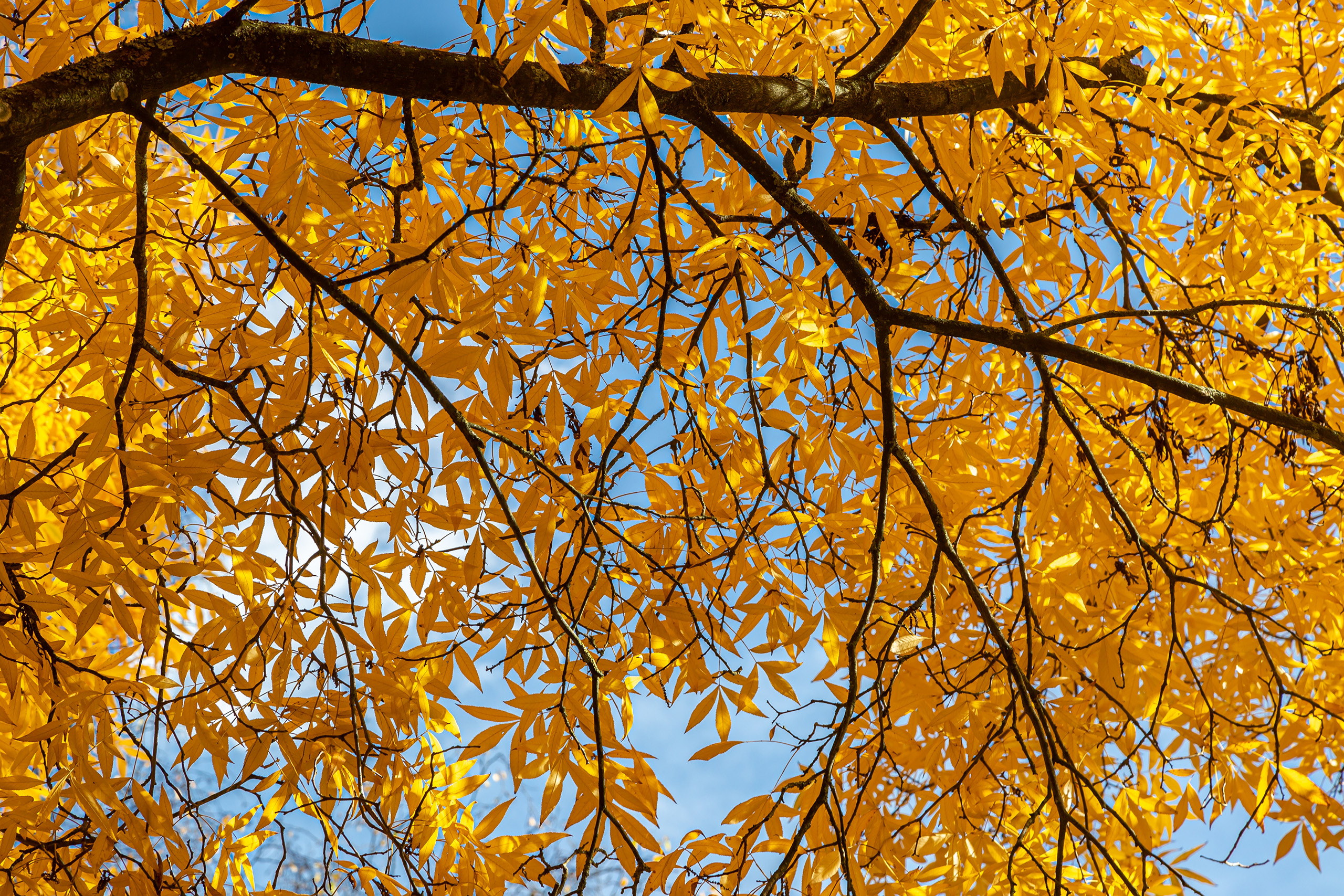 Orange leaves hanging from branches.