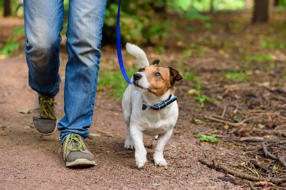 A dog on a lead, looking up at its owner.