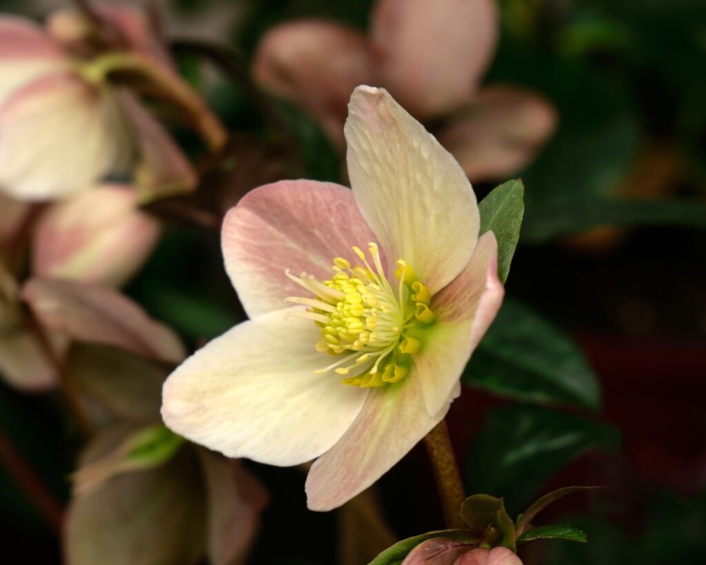 A close up of a cup-shaped pink hellebore flower.