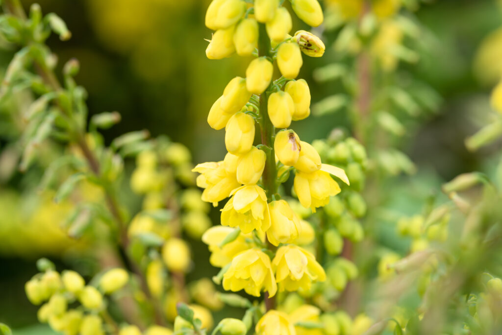 A tower of small yellow flowers from a Mahonia x media 'Winter Sun'.