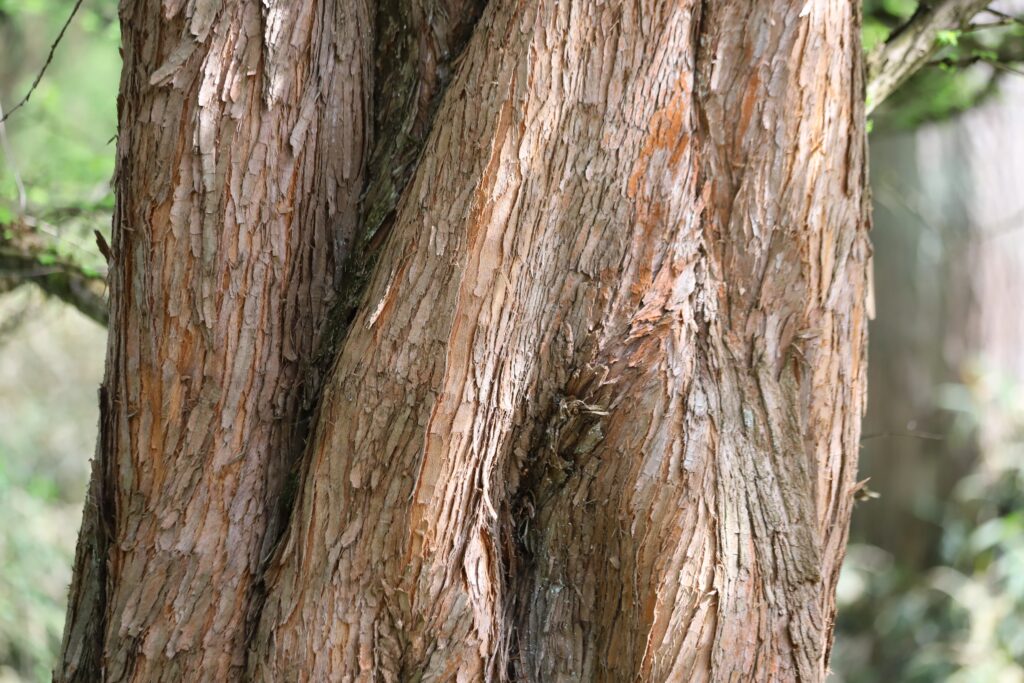 A close up of reddish-brown bark from the Metasequoia glypostroboides tree.