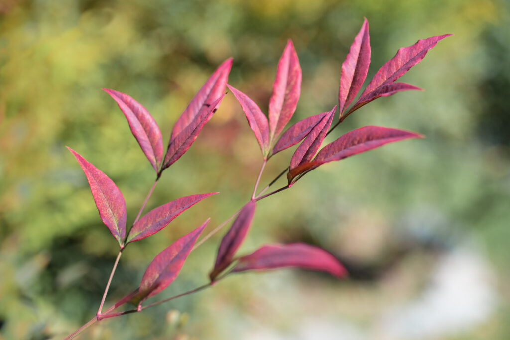 A close up of the purple leaves of a Nandina domestica.