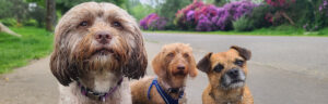 Three small dogs with pink rhododendrons in the background.