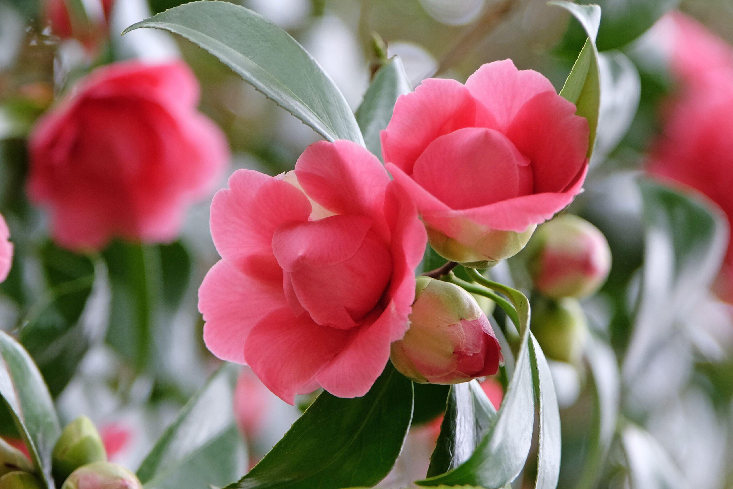 A large pure pink bowl shaped rose.