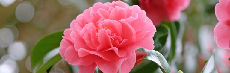 An apricot pink camellia flower.