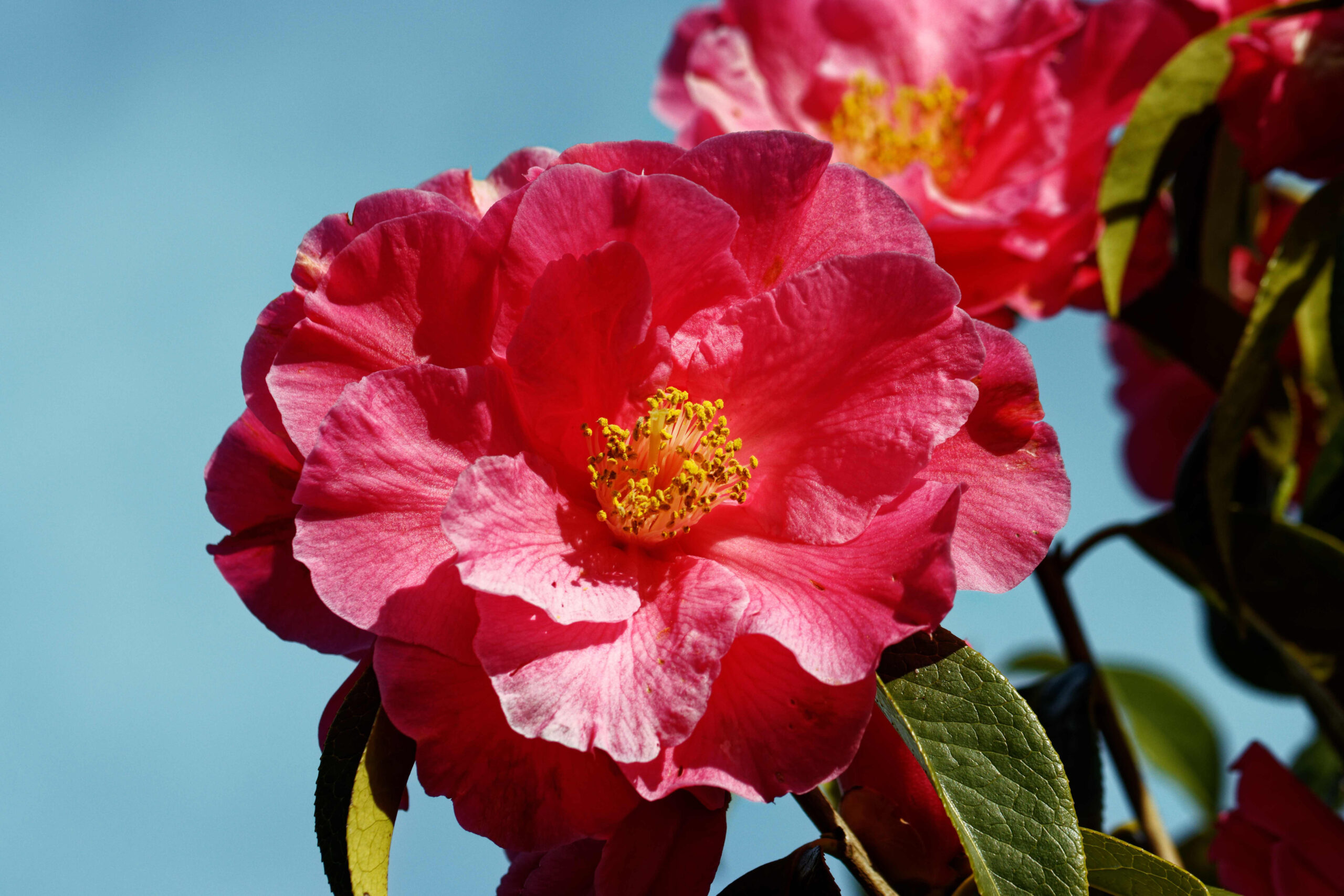 A close up of a deep pink camellia flower with a yellow centre.