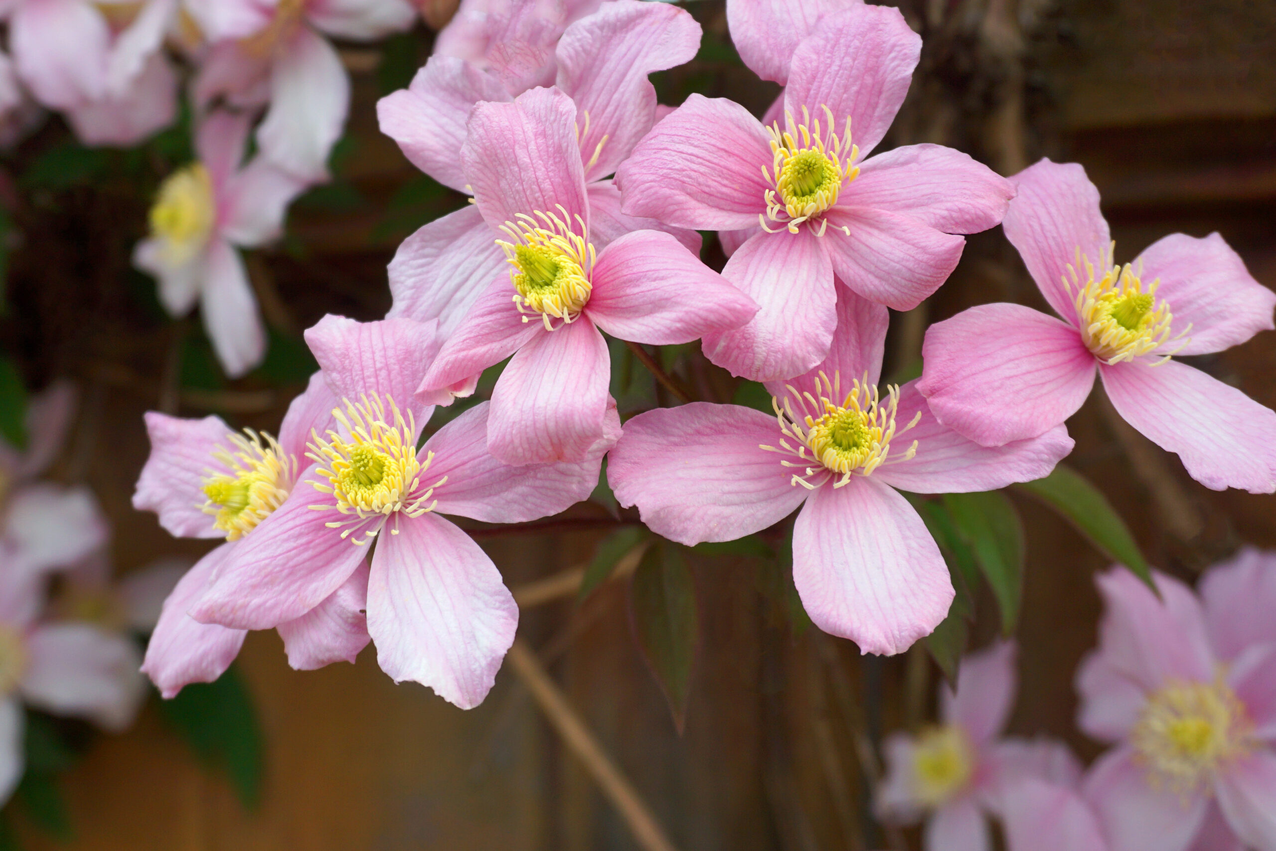 A cluster of pale pink flowers with yellow centres.