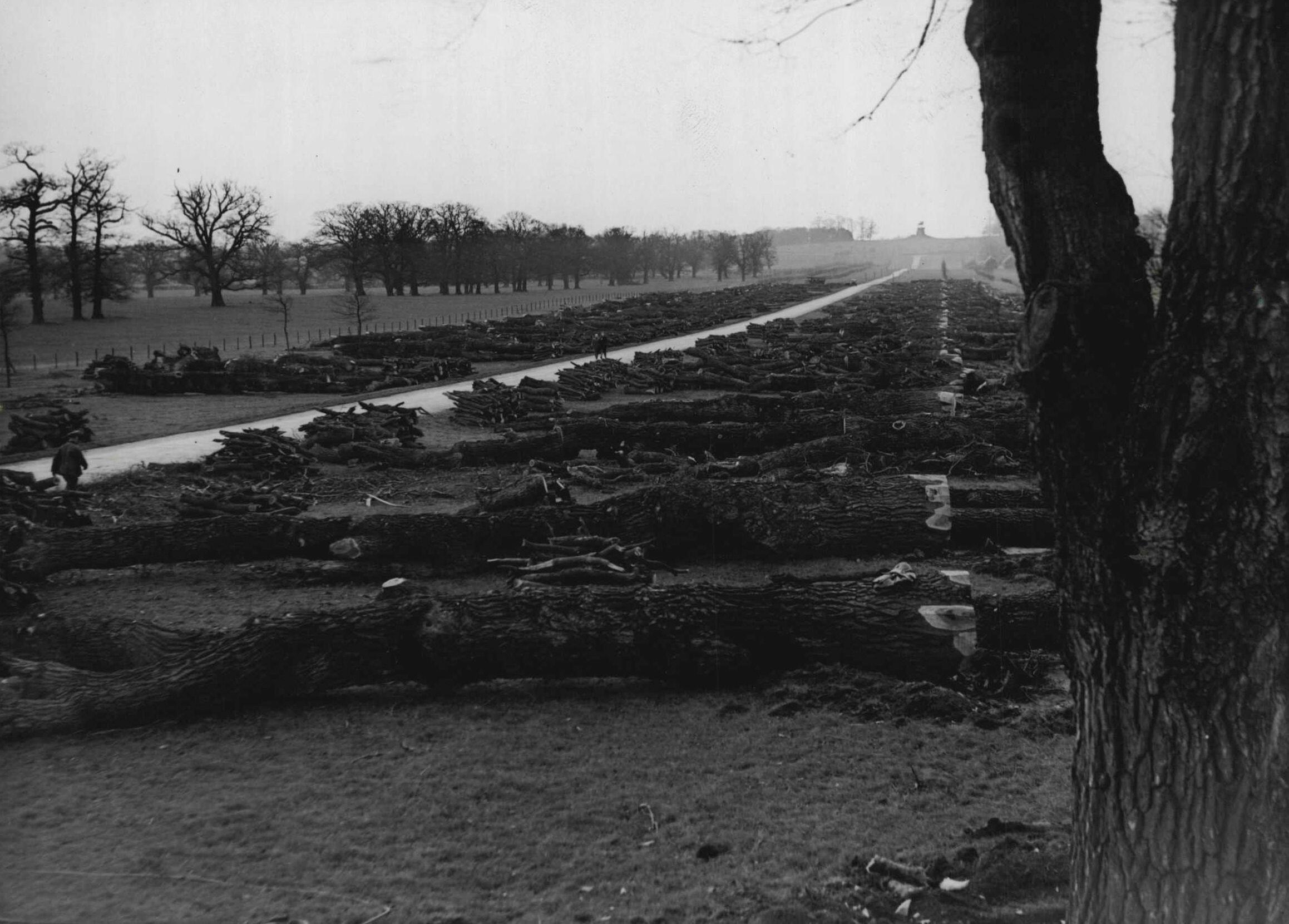 View of felled elm trees on The Long Walk.