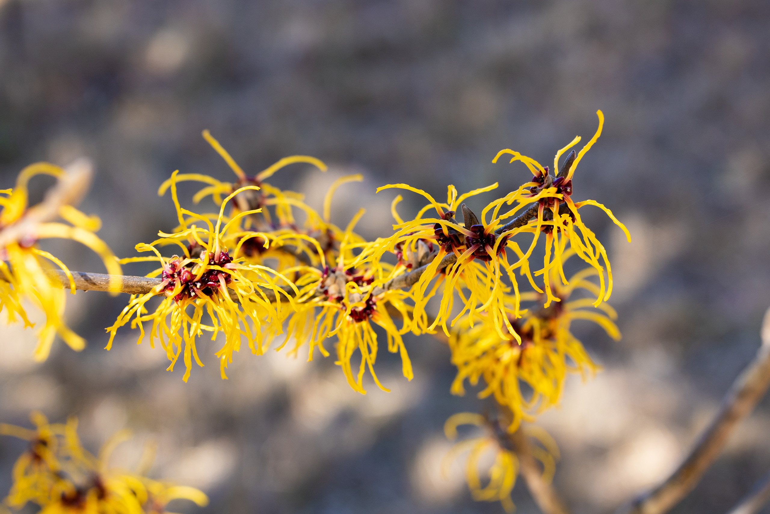 Yellow-brown foliage of Taxodium distichum swamp cypress.