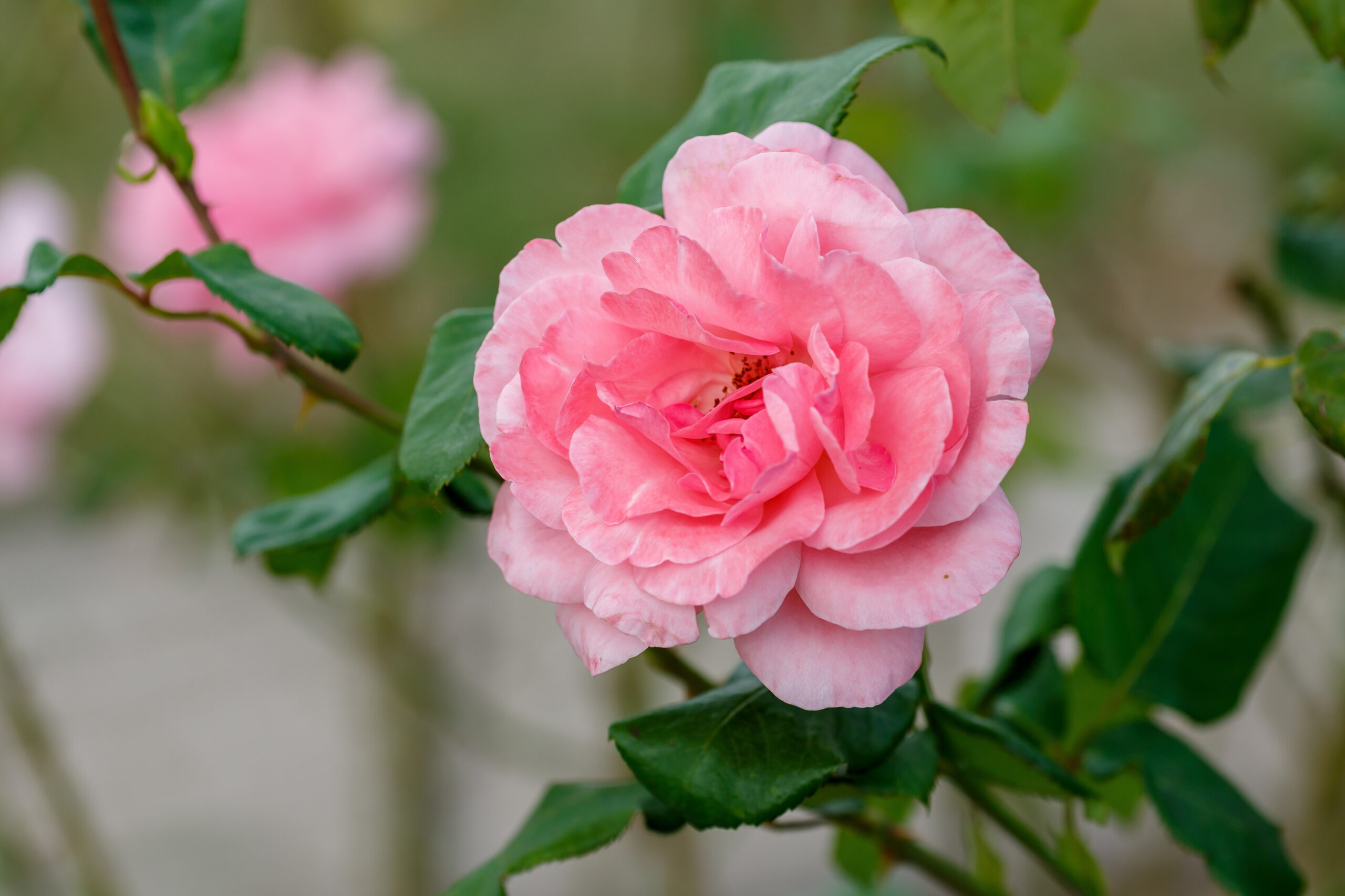 A large pure pink bowl shaped rose.